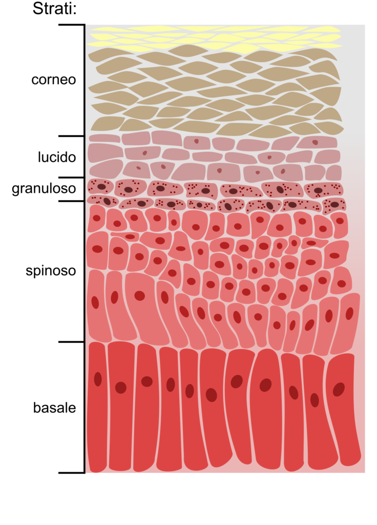 NMF;epidermide