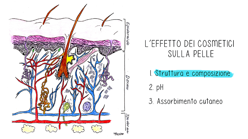 epidermide; pelle; cosmetici;