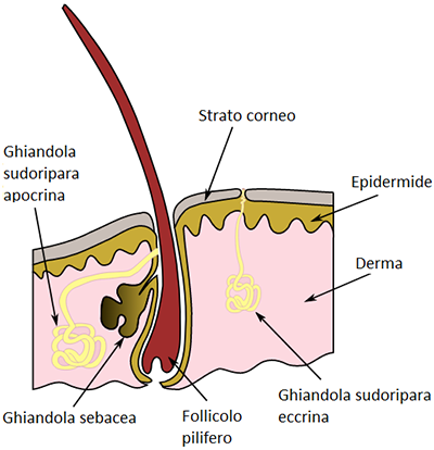 deodorante; deodorante DIY; deodorante fai da te; ghiandole sudoripare;