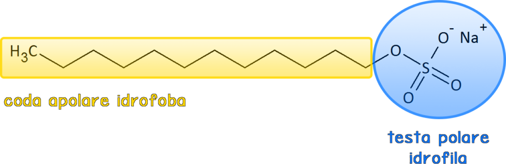 tensioattivo; SLES; SLS; sodio laurilsolfato;